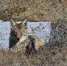 A coyote rests in dried grass, holding its head up with eyes closed.