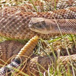 A diamondback rattlesnake coils up and bares its rattle within blades of grass.