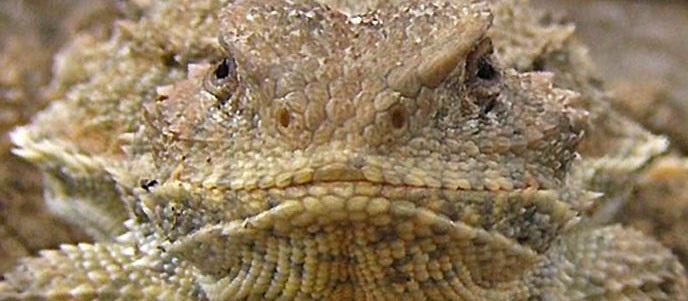 The scaly face of a horned lizard stares into the camera.  Scales create pointy brows above its eyes.