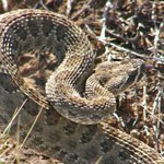 A prairie rattlesnake coils its neck into an S-shape while in scrubbrush.