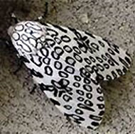 Giant Leopard Moth