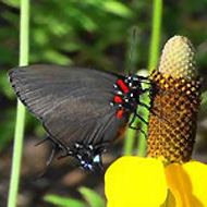 Great Purple Hairstreak
