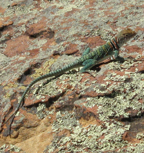 A ringneck lizard lounges on a slab of sandstone.