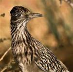 A roadrunner
