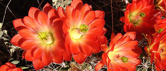 Cactus blooms