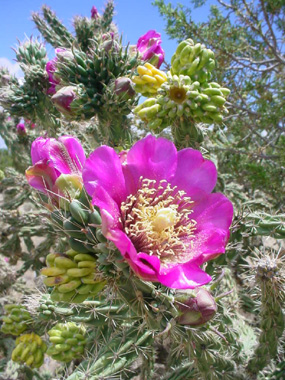 A vivid pink flower bursts from a Cane Cholla cactus.