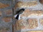 Image of a Dark-eyed Junco