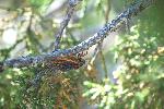 Image of a cicada