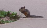 Image of a Cliff Chipmunk