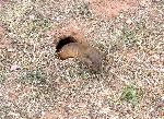 Image of a Pocket Gopher