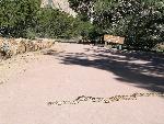 Image of a bull snake on the trail
