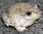 Image of a New Mexico spadefoot