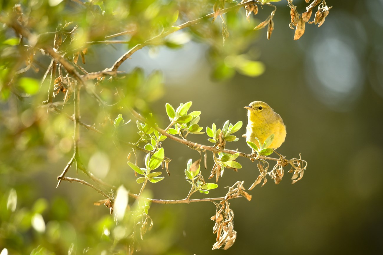 a small yellow bird perched on a branch