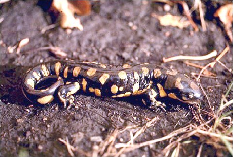 a tiger salamander on the ground.
