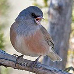 Pink-sided junco