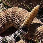 A rattlesnake's rattler