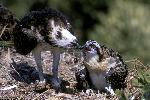 Osprey with Chick