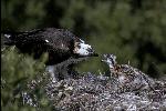 Osprey with Chick