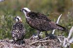 Osprey with Chick