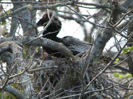 anhinga on nest
