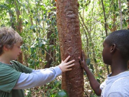 Students touch a gumbo limbo tree