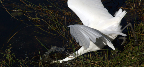 A great egret attempts to snap prey out of the water.