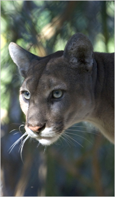 Florida Panther