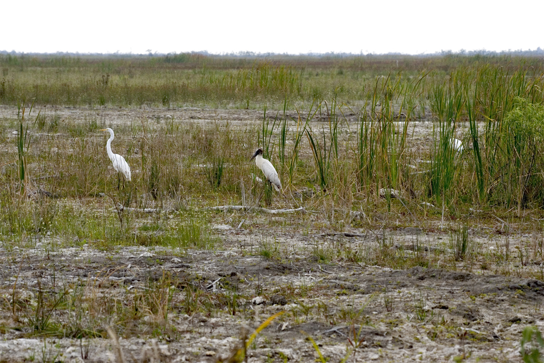 Wading Birds Among New Growth