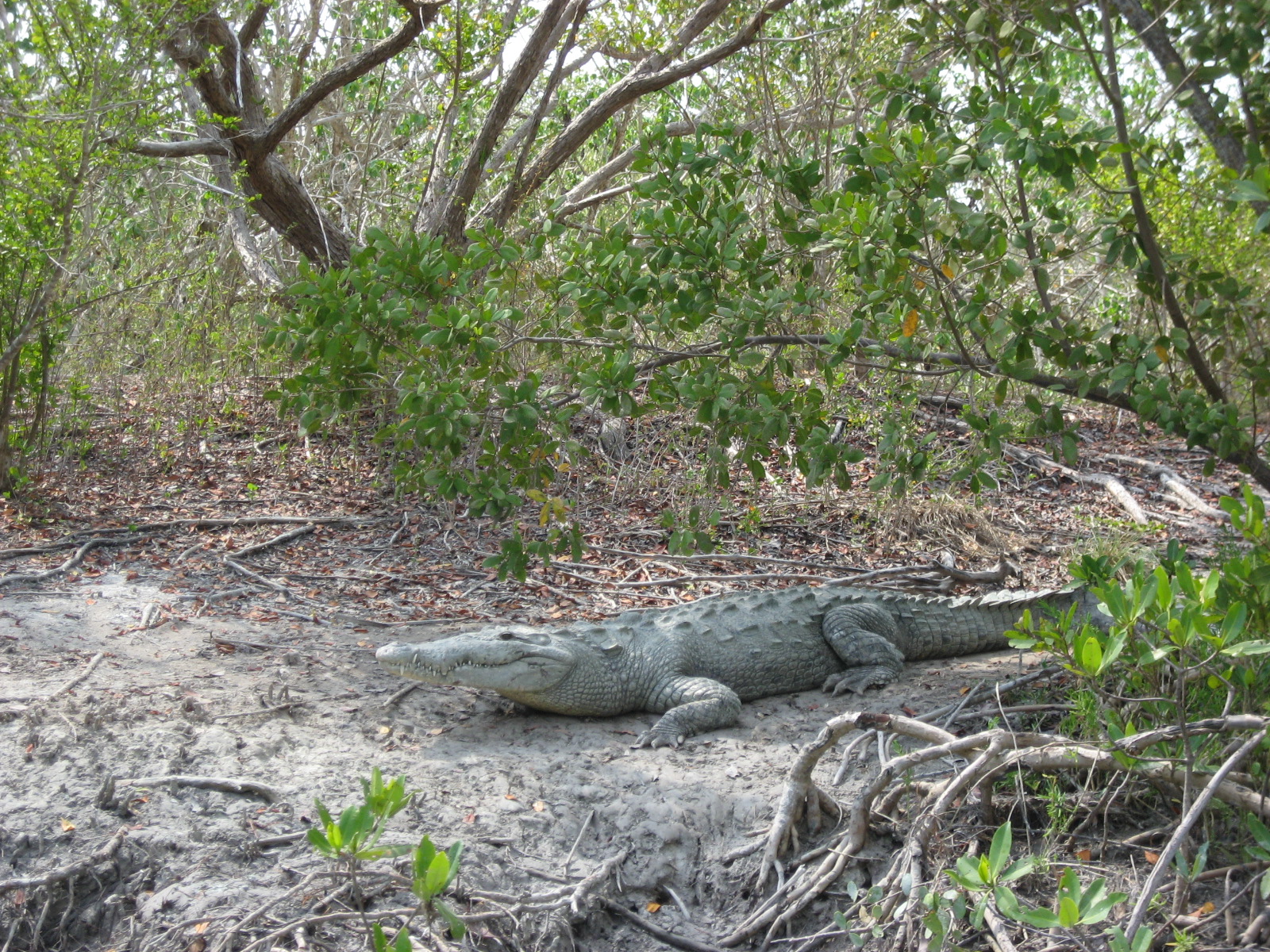American Crocodile Photos