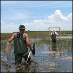 Two Researchers in an Everglades Marsh