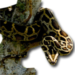 Burmese python