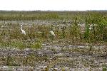 Wading Birds Among New Growth