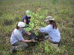 Workers Plant a Native Tree