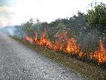 Shark Valley Strip Prescribed Fire