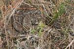 Burmese python hidden in the grass