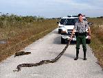 Ranger Gary Landry with Burmese python