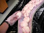 Eggs found within a female python