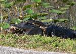 Alligator versus a Burmese python