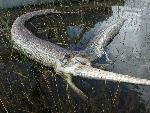Deceased alligator and python