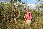 Scientist Skip Snow tracking pythons