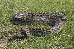 Predatory Pythons