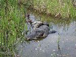 Python/Alligator Interactions