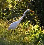 Great Egret