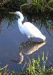Great Egret in the Marsh