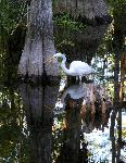 Great Egret Among the Cypress