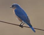Eastern Bluebird
