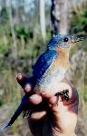 Eastern Bluebird