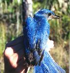 Eastern Bluebird