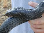 Close-up of the head of an Eastern indigo snake