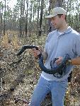 Person holding an Eastern indigo snake
